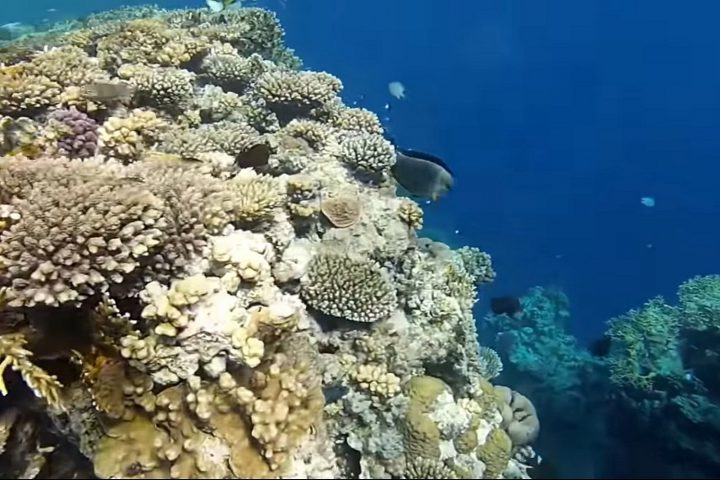 Ras Mohammed National Park
