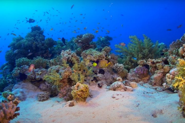 Ras Mohammed National Park